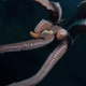 Illustration for article titled What it looks like when an octopus decides to steal your camera.